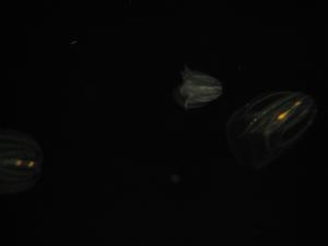 <img300*0:stuff/z/1675/EPRM%2520Aeo%2520Underwater%2521/IMG_0301.JPG>