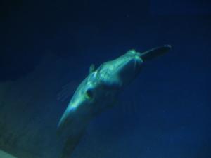 <img300*0:stuff/z/1675/EPRM%2520Aeo%2520Underwater%2521/IMG_0302.JPG>