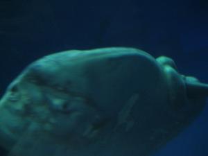 <img300*0:stuff/z/1675/EPRM%2520Aeo%2520Underwater%2521/IMG_0303.JPG>