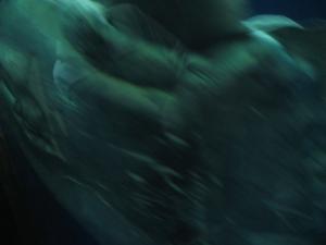 <img300*0:stuff/z/1675/EPRM%2520Aeo%2520Underwater%2521/IMG_0304.JPG>