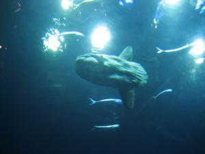 <img300*0:stuff/z/1675/EPRM%2520Aeo%2520Underwater%2521/IMG_0305.JPG>