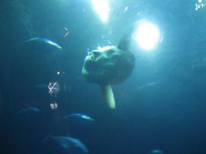 <img300*0:stuff/z/1675/EPRM%2520Aeo%2520Underwater%2521/IMG_0306.JPG>