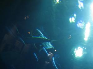 <img300*0:stuff/z/1675/EPRM%2520Aeo%2520Underwater%2521/IMG_0307.JPG>