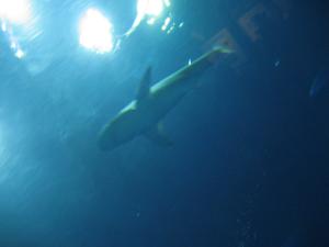 <img300*0:stuff/z/1675/EPRM%2520Aeo%2520Underwater%2521/IMG_0308.JPG>