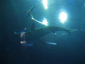 <img300*0:stuff/z/1675/EPRM%2520Aeo%2520Underwater%2521/IMG_0309.JPG>