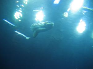 <img300*0:stuff/z/1675/EPRM%2520Aeo%2520Underwater%2521/IMG_0310.JPG>