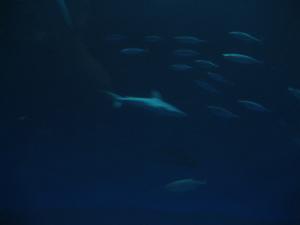 <img300*0:stuff/z/1675/EPRM%2520Aeo%2520Underwater%2521/IMG_0311.JPG>