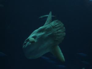 <img300*0:stuff/z/1675/EPRM%2520Aeo%2520Underwater%2521/IMG_0312.JPG>