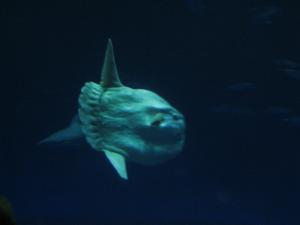 <img300*0:stuff/z/1675/EPRM%2520Aeo%2520Underwater%2521/IMG_0313.JPG>