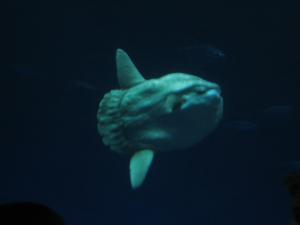 <img300*0:stuff/z/1675/EPRM%2520Aeo%2520Underwater%2521/IMG_0314.JPG>