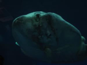 <img300*0:stuff/z/1675/EPRM%2520Aeo%2520Underwater%2521/IMG_0315.JPG>