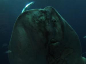 <img300*0:stuff/z/1675/EPRM%2520Aeo%2520Underwater%2521/IMG_0316.JPG>