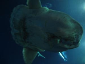 <img300*0:stuff/z/1675/EPRM%2520Aeo%2520Underwater%2521/IMG_0317.JPG>
