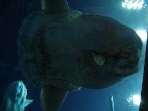 <img300*0:stuff/z/1675/EPRM%2520Aeo%2520Underwater%2521/IMG_0318.JPG>
