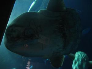 <img300*0:stuff/z/1675/EPRM%2520Aeo%2520Underwater%2521/IMG_0319.JPG>
