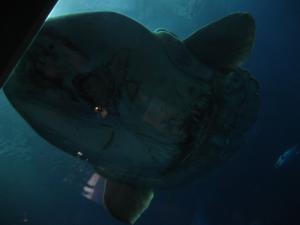<img300*0:stuff/z/1675/EPRM%2520Aeo%2520Underwater%2521/IMG_0320.JPG>