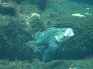 <img300*0:stuff/z/1675/EPRM%2520Aeo%2520Underwater%2521/IMG_0322.JPG>