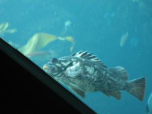 <img300*0:stuff/z/1675/EPRM%2520Aeo%2520Underwater%2521/IMG_0323.JPG>
