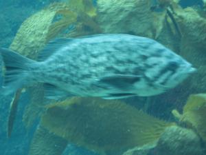 <img300*0:stuff/z/1675/EPRM%2520Aeo%2520Underwater%2521/IMG_0324.JPG>