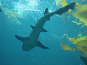 <img300*0:stuff/z/1675/EPRM%2520Aeo%2520Underwater%2521/IMG_0325.JPG>