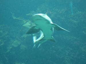 <img300*0:stuff/z/1675/EPRM%2520Aeo%2520Underwater%2521/IMG_0326.JPG>