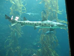 <img300*0:stuff/z/1675/EPRM%2520Aeo%2520Underwater%2521/IMG_0327.JPG>