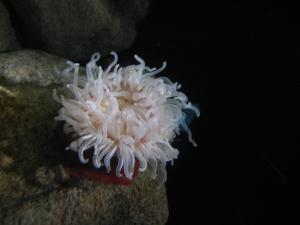 <img300*0:stuff/z/1675/EPRM%2520Aeo%2520Underwater%2521/IMG_0328.JPG>