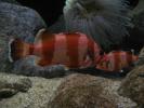 <img0*100:http://elftown.heddate.com/stuff/z/1675/EPRM%2520Aeo%2520Underwater%2521/IMG_0329.JPG>