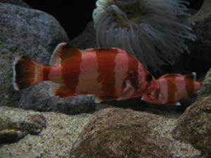 <img300*0:stuff/z/1675/EPRM%2520Aeo%2520Underwater%2521/IMG_0329.JPG>