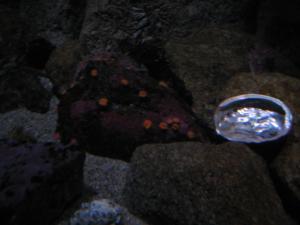 <img300*0:stuff/z/1675/EPRM%2520Aeo%2520Underwater%2521/IMG_0331.JPG>