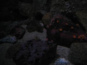 <img300*0:stuff/z/1675/EPRM%2520Aeo%2520Underwater%2521/IMG_0332.JPG>