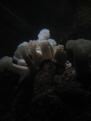 <imgr300*0:stuff/z/1675/EPRM%2520Aeo%2520Underwater%2521/IMG_0333.JPG>