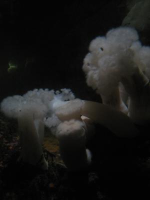 <imgr300*0:stuff/z/1675/EPRM%2520Aeo%2520Underwater%2521/IMG_0334.JPG>