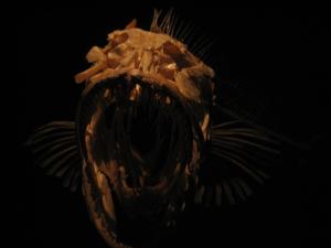 <img300*0:stuff/z/1675/EPRM%2520Aeo%2520Underwater%2521/IMG_0335.JPG>