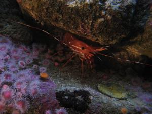 <img300*0:stuff/z/1675/EPRM%2520Aeo%2520Underwater%2521/IMG_0336.JPG>