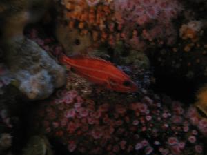 <img300*0:stuff/z/1675/EPRM%2520Aeo%2520Underwater%2521/IMG_0337.JPG>