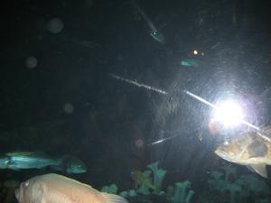 <img300*0:stuff/z/1675/EPRM%2520Aeo%2520Underwater%2521/IMG_0339.JPG>