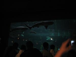 <img300*0:stuff/z/1675/EPRM%2520Aeo%2520Underwater%2521/IMG_0340.JPG>