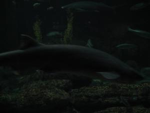 <img300*0:stuff/z/1675/EPRM%2520Aeo%2520Underwater%2521/IMG_0341.JPG>
