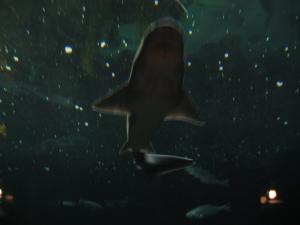 <img300*0:stuff/z/1675/EPRM%2520Aeo%2520Underwater%2521/IMG_0342.JPG>