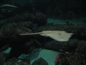 <img300*0:stuff/z/1675/EPRM%2520Aeo%2520Underwater%2521/IMG_0344.JPG>