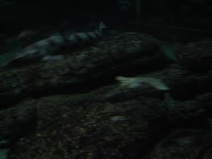 <img300*0:stuff/z/1675/EPRM%2520Aeo%2520Underwater%2521/IMG_0345.JPG>