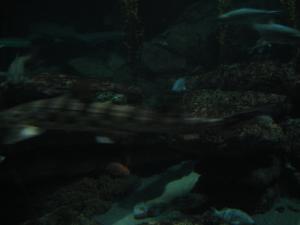 <img300*0:stuff/z/1675/EPRM%2520Aeo%2520Underwater%2521/IMG_0346.JPG>