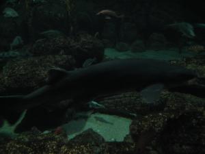 <img300*0:stuff/z/1675/EPRM%2520Aeo%2520Underwater%2521/IMG_0347.JPG>