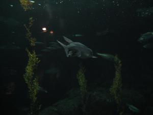 <img300*0:stuff/z/1675/EPRM%2520Aeo%2520Underwater%2521/IMG_0348.JPG>