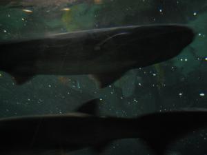 <img300*0:stuff/z/1675/EPRM%2520Aeo%2520Underwater%2521/IMG_0349.JPG>