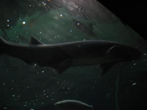<img300*0:stuff/z/1675/EPRM%2520Aeo%2520Underwater%2521/IMG_0350.JPG>