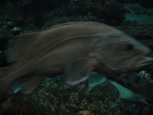 <img300*0:stuff/z/1675/EPRM%2520Aeo%2520Underwater%2521/IMG_0351.JPG>