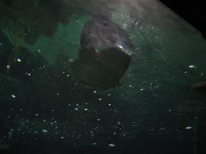 <img300*0:stuff/z/1675/EPRM%2520Aeo%2520Underwater%2521/IMG_0352.JPG>