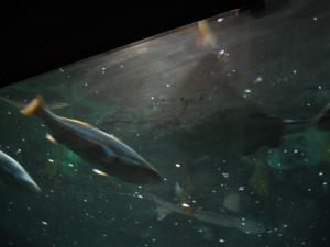 <img300*0:stuff/z/1675/EPRM%2520Aeo%2520Underwater%2521/IMG_0353.JPG>